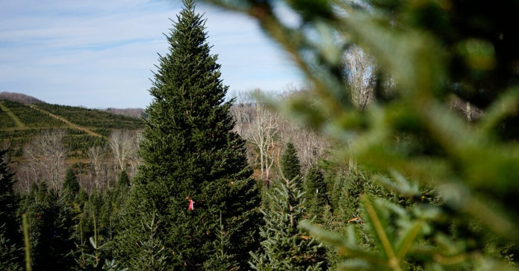 Arbre de Noël de la Maison Blanche provenant de la Caroline du Nord frappée par l’ouragan