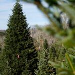 Arbre de Noël de la Maison Blanche provenant de la Caroline du Nord frappée par l’ouragan