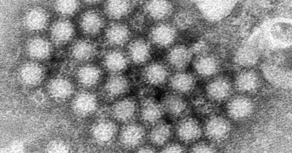 Le méchant norovirus est de retour en force