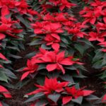 Comment les poinsettias sont devenus associés à Noël