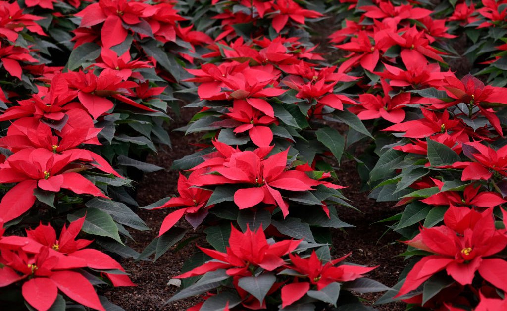 Comment les poinsettias sont devenus associés à Noël