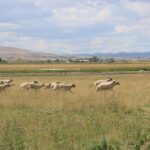 Les agriculteurs utilisent la laine pour économiser l’eau